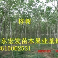 山东梓树