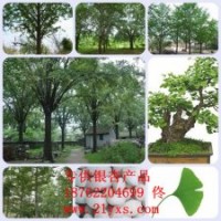 专供江苏和山东银杏树