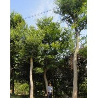 朴树 香樟 桂花 紫薇 红叶李 乌桕