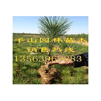 供应陕西营养袋黑松苗，陕西50-80公分黑松小苗