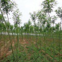 绿化苗木国槐、垂柳、榆叶梅、丁香、枣树、 梨树