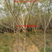 供应垂柳 紫薇 乌桕 香樟 合欢 枫香 无患子 火棘