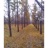 10-20公分银杏树 基地供应