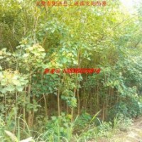 安徽供应乌桕 栾树 杜英 广玉兰 桂花 紫玉兰