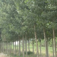供应毛白杨 速生杨 柳树 泡桐 白腊 国槐 法桐 刺槐