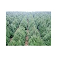 专供白皮松，油松，华山松，侧柏等山货，圃货