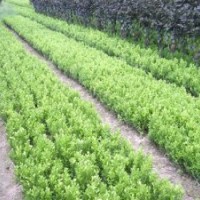 供应小叶黄杨