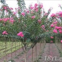 潢川紫薇基地常年供应紫薇小苗，紫薇树，红花紫薇，紫薇价格