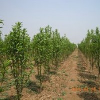 专供龙柱碧桃，菊花碧桃，二乔碧桃，北美海棠，西府海棠，红叶李