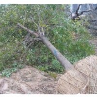 苏王村苗圃场常年大量供应白蜡 速生柳 速生白蜡