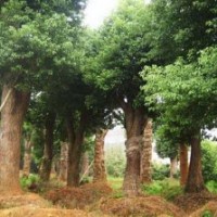 供应直径50厘米-60厘米移植香樟精品货