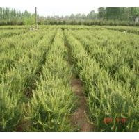 白皮松供应(白皮松小苗、山西白皮松、白皮松培育种植）