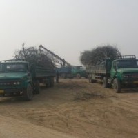 国槐12-15供货中