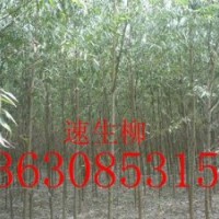 供应落叶乔木千头椿，刺槐,柳