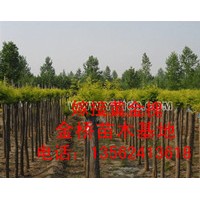 供应6-10公分黄金槐 速生法桐小苗 白蜡小苗
