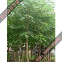 具有很高药用价值的构树