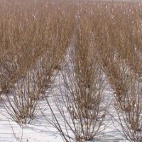 供应：丛生三角枫（茶条槭）10万墩，4分支、1.8米高