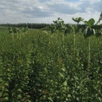 供应山杏苗 文冠果苗 五角枫苗