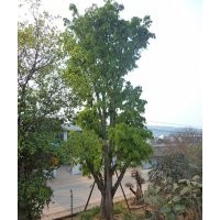 泸州兴隆园林公司供应大黄葛树，黄葛树苗圃