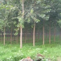 出售1-10公分107速生杨