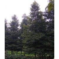 供应10公分楠木