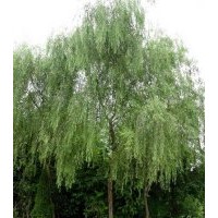 供应柳树