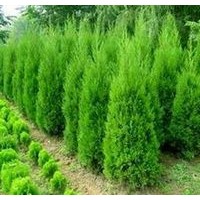 低价出售河南桧：高度80--120