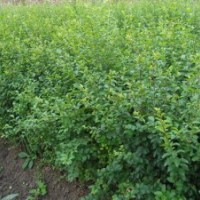 松柏类塔柏.蜀桧.北京桧.洒金柏.龙柏.爬地柏.圆柏.铅笔柏.刺柏.