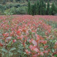 售红叶石楠.黄杨,冬青.龙柏.塔柏.蜀桧.水腊