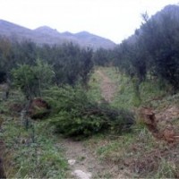 基地直销美曼地亚红豆杉