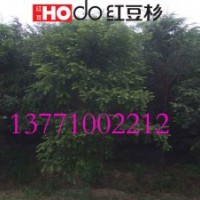 红豆杉苗木功效