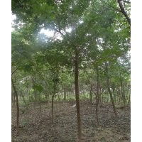 山东那里有白蜡树 山东速生白蜡基地