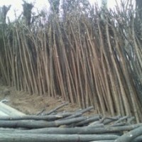 抛售（7公分）优质国槐7000棵