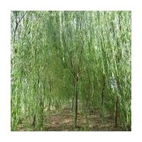 出售红叶石楠球，龙柏，桧柏，塔柏，刺柏，紫薇，垂柳