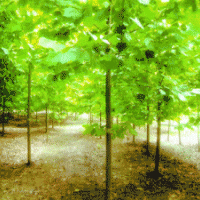 供应5-50公分法桐