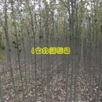 出售1-20公分的新疆杨，柳树，毛白杨。北京杨
