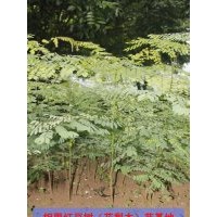 供应海红豆树苗10000株