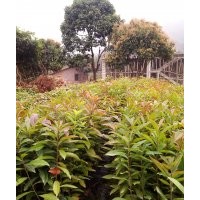 木荷树苗，荷木树苗