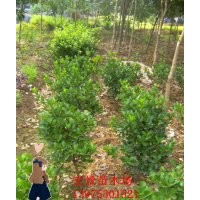 农户直销3000万棵金边黄杨小苗 湖南金边黄杨扦插苗 量大价优