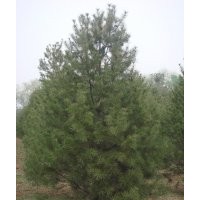 白皮松、油松、华山松、侧柏，蜀桧等