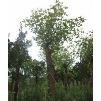 四川红花羊蹄甲，红花紫荆，红花羊蹄甲苗圃