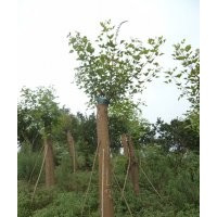 泸州红花羊蹄甲，红花羊蹄甲价格，红花紫荆基地