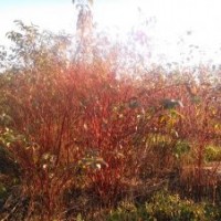 偃伏梾木小苗大树