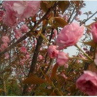 供应樱花，2013樱花报价，樱花基地，潢川樱花