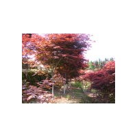 供应丁香，法国冬青，桂花，红枫，紫薇，碧桃