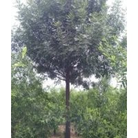 9公分土球全冠白蜡