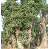 园林销售直径20、25.40、45.到直径50公分的大香樟