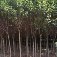 最新大叶女贞价格