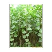 低价供应速生杨树苗包成活