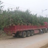 河北国槐 枣树苗热销中